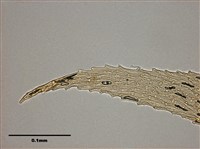 Acanthorrhynchium papillatum Collection Image, Figure 9, Total 10 Figures